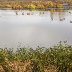 glenn vanderbeke, landschapsfotografie, landschapsfotograaf, fotografie molsbroek, foto uitstap, foto dagtrip, fotografische dagtrip, west-vlaamse fotografen, west-vlaamse fotograaf, lokeren, molsbroek, natuurreservaat, wandelen in Lokeren, natuurreservaat Lokeren, Natuur in Lokeren, locatie Molsbroek