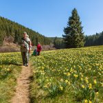 glenn vanderbeke, landscahpsfotografie, landschapsfotograaf, Luik, Bullingen, narcissen, narcissenwandeling, narcisvelden, holzwarche, wilde narcissen, narciswandeling België, Locatie wilde Narcis, Narcisvelden