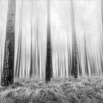 Glenn Vanderbeke, landschapsfotograaf, landscape photographer belgium, belgian landscape photographer, belgian fine art photographer, West-Vlaamse landschapsfotograaf, Monocrhome Photography Awards, MonoAwards, fine art photography, kalmthoutse heide