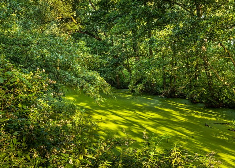 glenn vanderbeke, landschapsfotografie, landschapsfotograaf, fotografie molsbroek, foto uitstap, foto dagtrip, fotografische dagtrip, west-vlaamse fotografen, west-vlaamse fotograaf, lokeren, molsbroek, natuurreservaat, wandelen in Lokeren, natuurreservaat Lokeren, Natuur in Lokeren, locatie Molsbroek