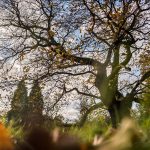 glenn vanderbeke, landschapsfotografie, landschapsfotograaf, foto uitstap, foto dagtrip, fotografische dagtrip, west-vlaamse fotografen, west-vlaamse fotograaf, Foto uitstap, Overpelt, het hobos, hobos, bosfotografie