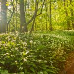 glenn vanderbeke, landschapsfotografie, landschapsfotograaf, foto uitstap, foto dagtrip, fotografische dagtrip, west-vlaamse fotografen, west-vlaamse fotograaf, Foto uitstap, Vlaanderen, Oost-Vlaanderen, waar daslook fotograferen?, daslook, daslook fotografie, Raspaillebos, daslook Raspaillebos, wilde hyacinten Raspaillebos, boshyacinten Raspaillebos