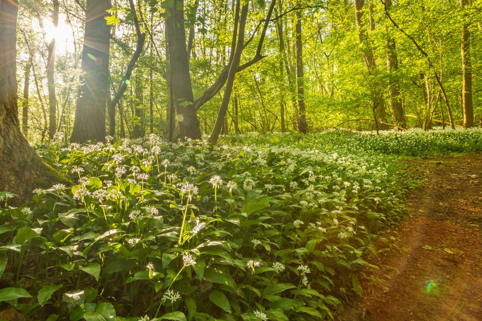 glenn vanderbeke, landschapsfotografie, landschapsfotograaf, foto uitstap, foto dagtrip, fotografische dagtrip, west-vlaamse fotografen, west-vlaamse fotograaf, Foto uitstap, Vlaanderen, Oost-Vlaanderen, waar daslook fotograferen?, daslook, daslook fotografie, Raspaillebos, daslook Raspaillebos, wilde hyacinten Raspaillebos, boshyacinten Raspaillebos