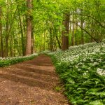 glenn vanderbeke, landschapsfotografie, landschapsfotograaf, foto uitstap, foto dagtrip, fotografische dagtrip, west-vlaamse fotografen, west-vlaamse fotograaf, Foto uitstap, Vlaanderen, Oost-Vlaanderen, waar daslook fotograferen?, daslook, daslook fotografie, Raspaillebos, daslook Raspaillebos, wilde hyacinten Raspaillebos, boshyacinten Raspaillebos