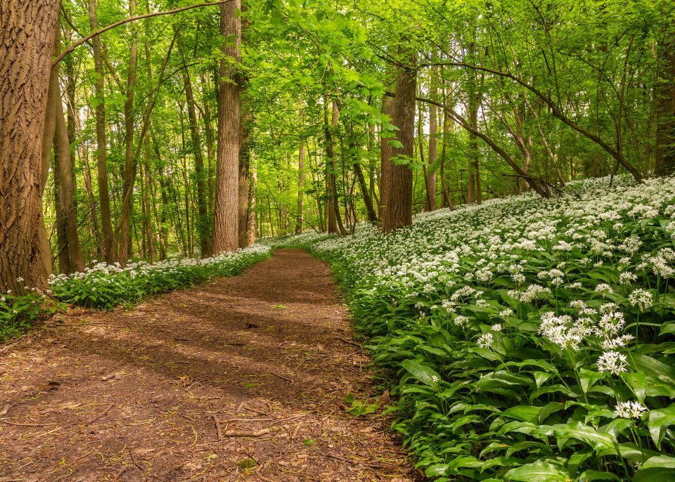 glenn vanderbeke, landschapsfotografie, landschapsfotograaf, foto uitstap, foto dagtrip, fotografische dagtrip, west-vlaamse fotografen, west-vlaamse fotograaf, Foto uitstap, Vlaanderen, Oost-Vlaanderen, waar daslook fotograferen?, daslook, daslook fotografie, Raspaillebos, daslook Raspaillebos, wilde hyacinten Raspaillebos, boshyacinten Raspaillebos