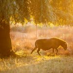 glenn vanderbeke, landschapsfotografie, landschapsfotograaf, foto uitstap, foto dagtrip, fotografische dagtrip, west-vlaamse fotografen, west-vlaamse fotograaf, Foto uitstap, Vlaanderen, West-Vlaanderen, Aartrijke, fotografie uitstap, fotogafie Aartrijke, fotograaf Aartrijke, Schapen in avondzon, schapen