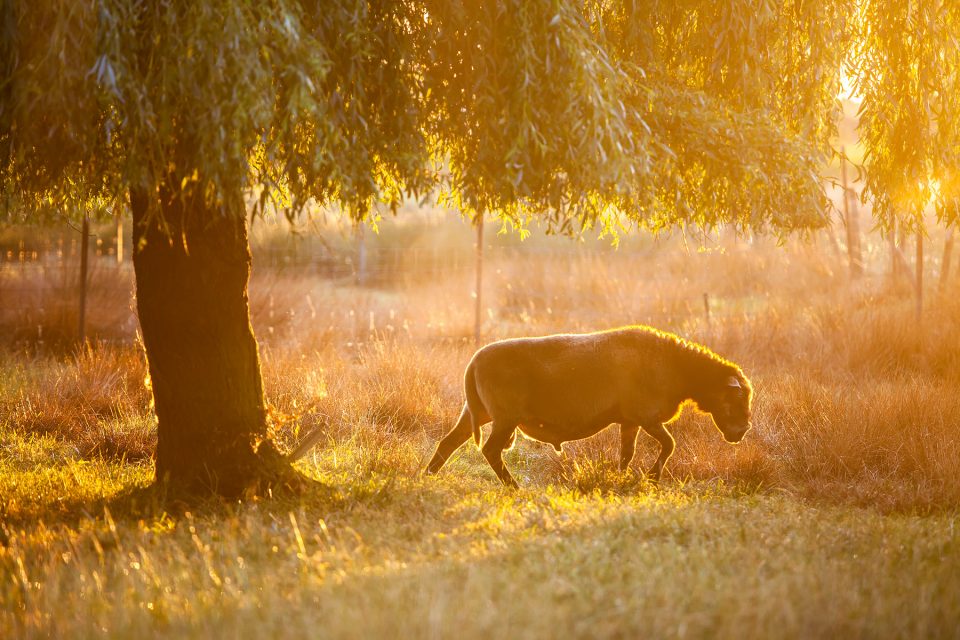 glenn vanderbeke, landschapsfotografie, landschapsfotograaf, foto uitstap, foto dagtrip, fotografische dagtrip, west-vlaamse fotografen, west-vlaamse fotograaf, Foto uitstap, Vlaanderen, West-Vlaanderen, Aartrijke, fotografie uitstap, fotogafie Aartrijke, fotograaf Aartrijke, Schapen in avondzon, schapen