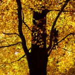 Provinciedomein d'Aertrycke te Torhout, Herfst © Glenn Vanderbeke