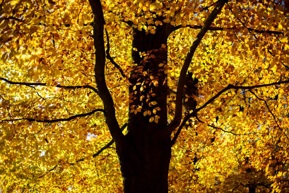 Provinciedomein d'Aertrycke te Torhout, Herfst © Glenn Vanderbeke