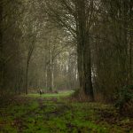 landschapsfotografie, landschapsfotografie in het provinciedomein Zeebos, Kijkhut in het Provinciedomein Zeebos - Blankenberge, West-Vlaams landschapsfotograaf Glenn Vanderbeke, birdwatching in Blankenberge, vogelspotten in Blankenberge