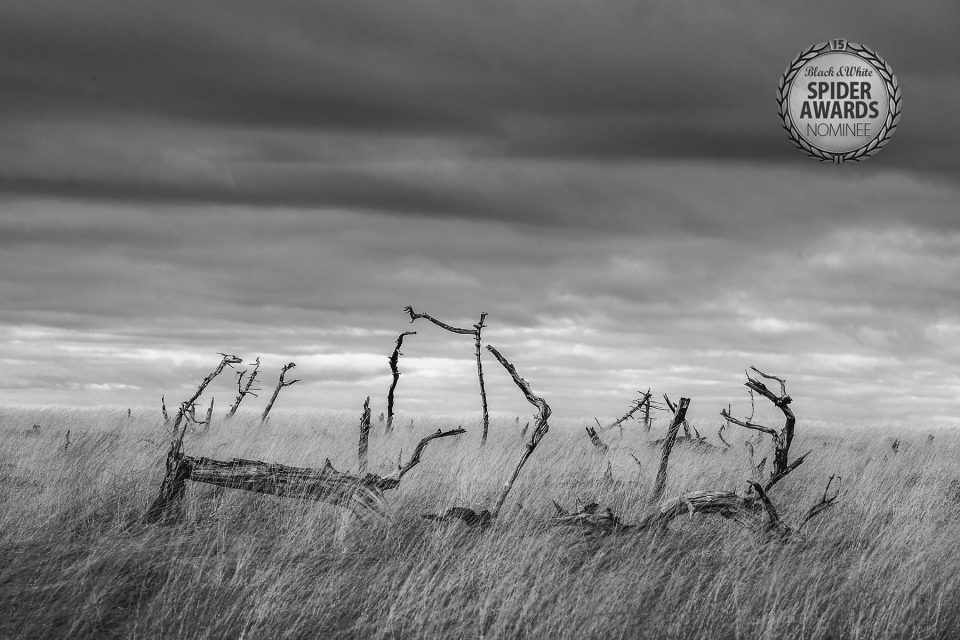 Glenn Vanderbeke, landschapsfotograaf, landscape photographer belgium, belgian landscape photographer, belgian fine art photographer, West-Vlaamse landschapsfotograaf, Monocrhome Photography Awards, MonoAwards, fine art photography, b&w spider awards, b&w spider awards nominee, noir flohay, hoge venen