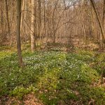 Bosanemonen in Oost-Vlaanderen, Bosanemonen in het Aelmoesneiebos, Bosanemonen fotograferen, bosanemonen oost-vlaanderen, bosanemoon oost-vlaanderen, bosanemonen locatie, bosanemoon locatie, waar bosanemonen fotograferen