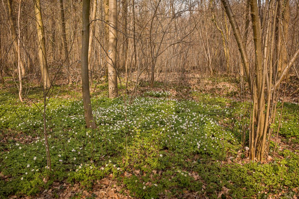 Bosanemonen in Oost-Vlaanderen, Bosanemonen in het Aelmoesneiebos, Bosanemonen fotograferen, bosanemonen oost-vlaanderen, bosanemoon oost-vlaanderen, bosanemonen locatie, bosanemoon locatie, waar bosanemonen fotograferen