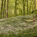 glenn vanderbeke, landschapsfotograaf, landschapsfotografie, landschapsfotografie belgië, waar voorjaarsbloemen fotograferen, voorjaarsbloeiers, daslook, daslook oost-vlaanderen, daslook in het neigembos, neigembos, neigembos wandeling, wandelen in neigembos