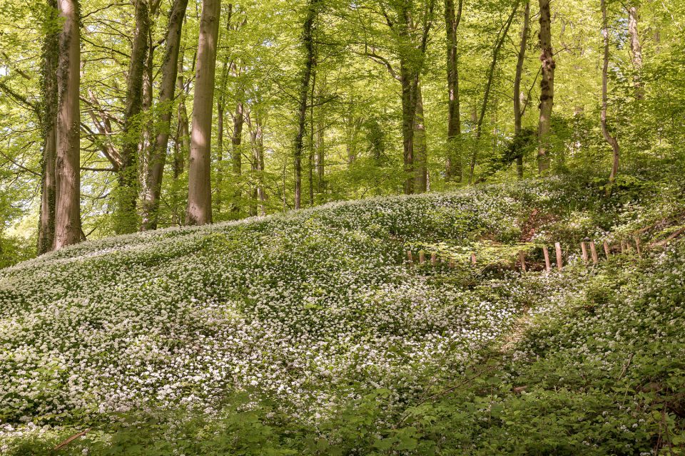 glenn vanderbeke, landschapsfotograaf, landschapsfotografie, landschapsfotografie belgië, waar voorjaarsbloemen fotograferen, voorjaarsbloeiers, daslook, daslook oost-vlaanderen, daslook in het neigembos, neigembos, neigembos wandeling, wandelen in neigembos