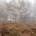 glenn vanderbeke, landschapsfotografie, landschapsfotograaf, west-vlaamse fotograaf, Vlaanderen, West-Vlaanderen, Brugge, fotogafie Brugge, fotograaf Brugge, Heide Dophei, Struikhei, Paarse bloemetjes, Heide fotografie, Heide fotograferen, Heide West-Vlaanderen, Heidefotografie, Beisbroekheide in de herfst