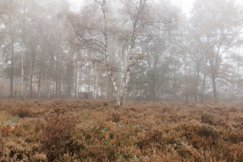 glenn vanderbeke, landschapsfotografie, landschapsfotograaf, west-vlaamse fotograaf, Vlaanderen, West-Vlaanderen, Brugge, fotogafie Brugge, fotograaf Brugge, Heide Dophei, Struikhei, Paarse bloemetjes, Heide fotografie, Heide fotograferen, Heide West-Vlaanderen, Heidefotografie, Beisbroekheide in de herfst